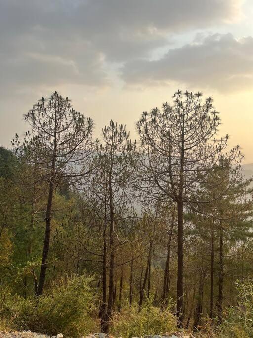 Residence Inn Homestay Shimla Zewnętrze zdjęcie